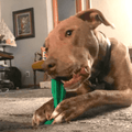 Dog Chewing Brush