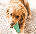 Dog Chewing Brush